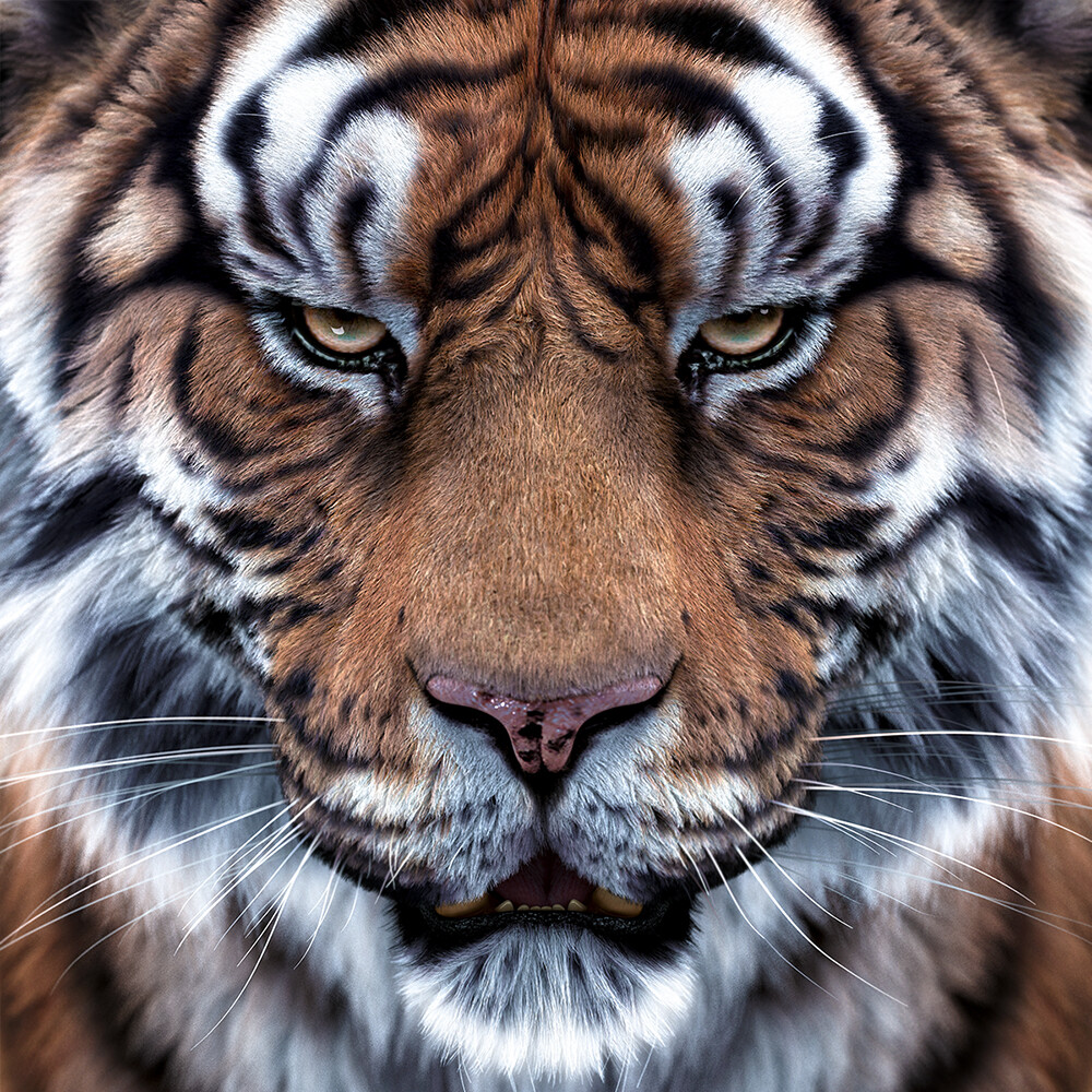 Tiger - new rendering