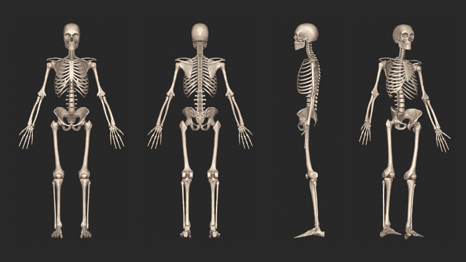 Artstation 3d Human Skeletal System Palkansh Khandelwal