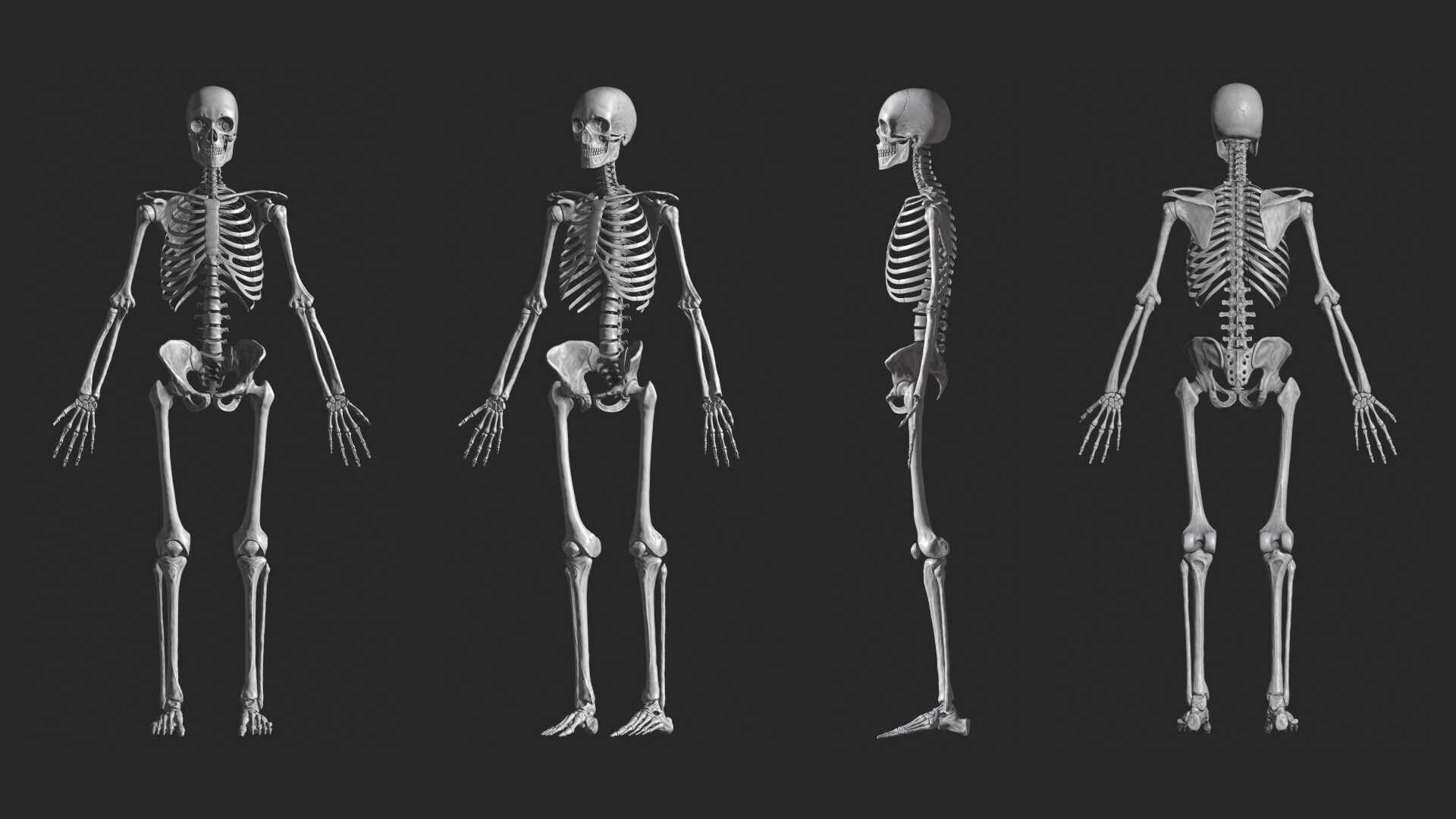 Artstation 3d Human Skeletal System Palkansh Khandelwal