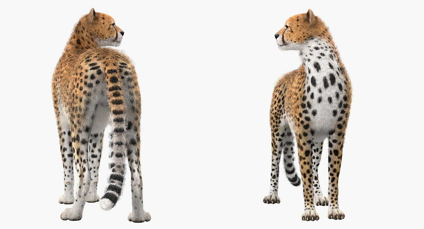 Artstation Cheetah 3d Model Andrey Simonenko