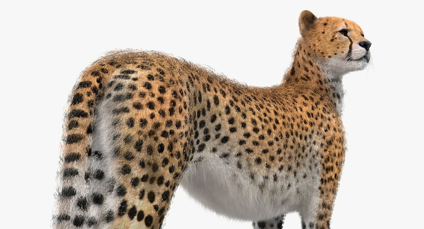 Artstation Cheetah 3d Model Andrey Simonenko