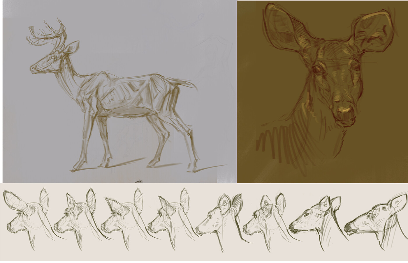 Deer anatomy hotsell