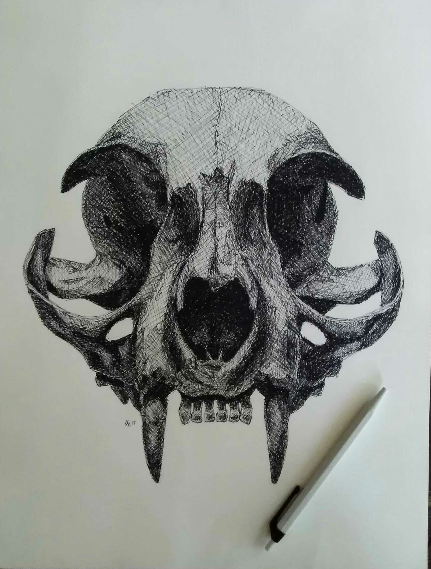 Cat Skull Digital Drawing by usmelllikedogbuns on DeviantArt