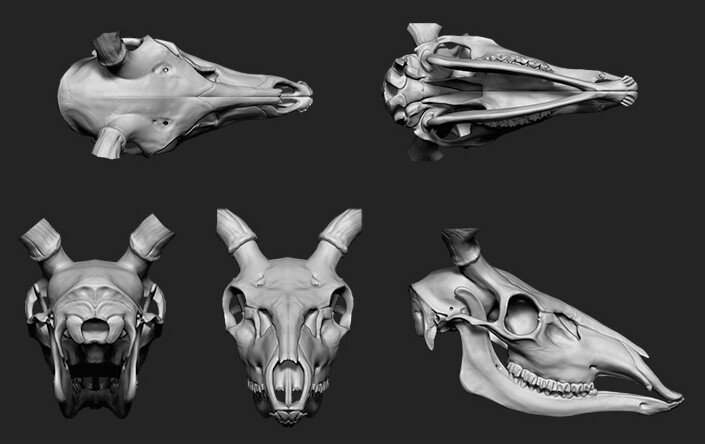 Phase 01 - Sculpting the skull