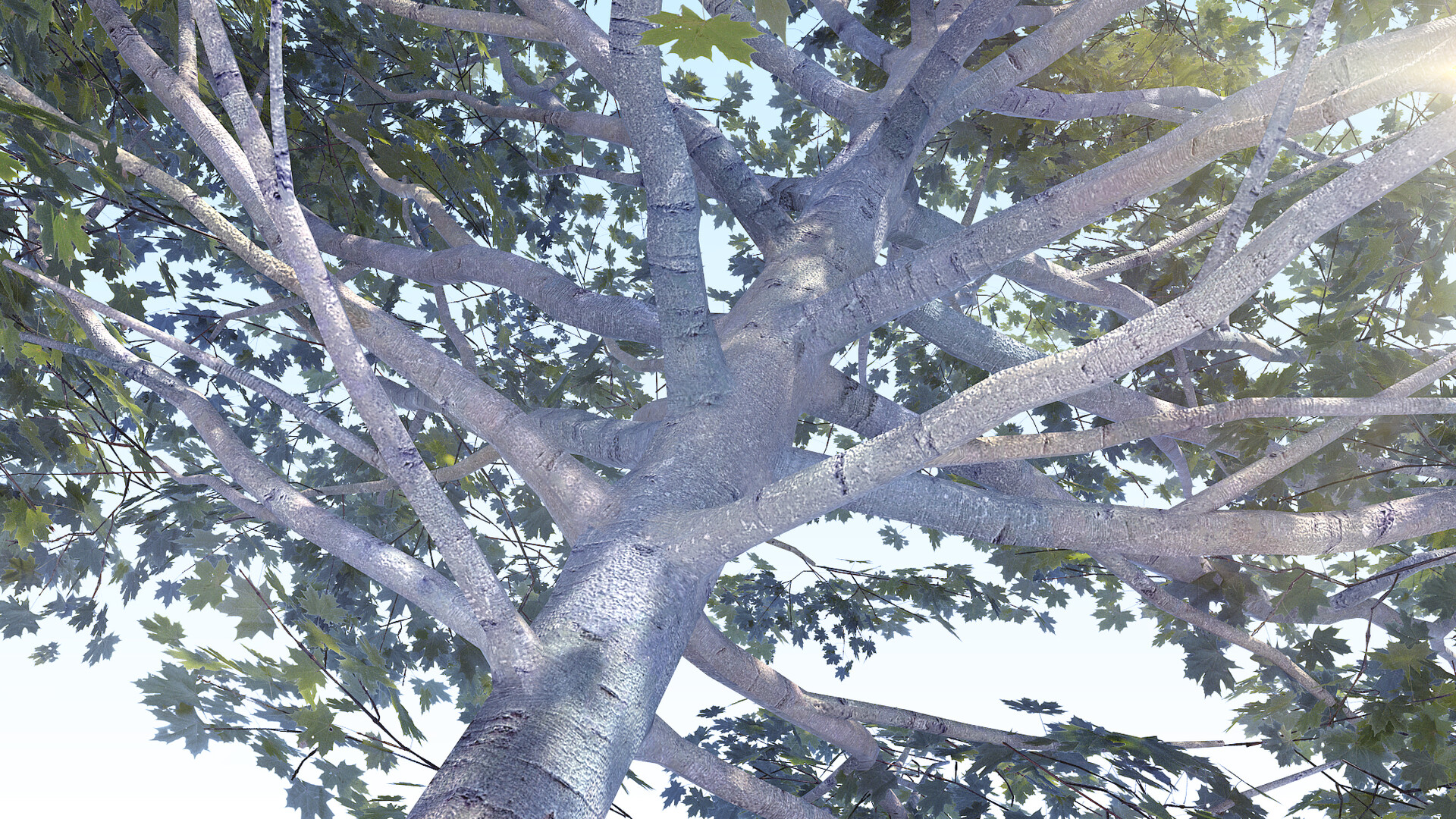 Дерево 6 метров. Деревья 6см для забайкаловедения. Tree Acer multitronco. Бальзамовое дерево 6 букв. Тыма деревья из 6 букв вопрос.