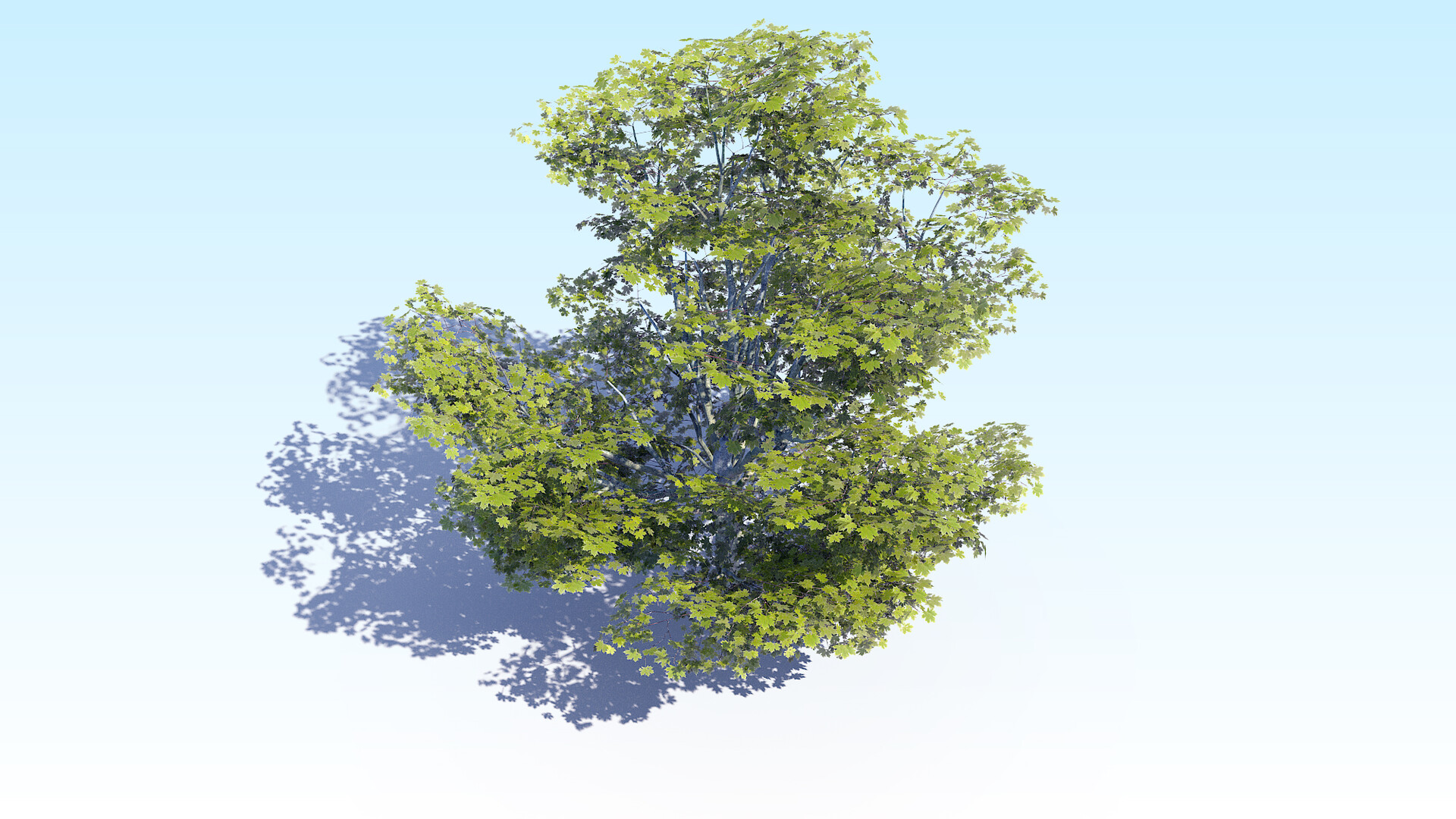 5 trees