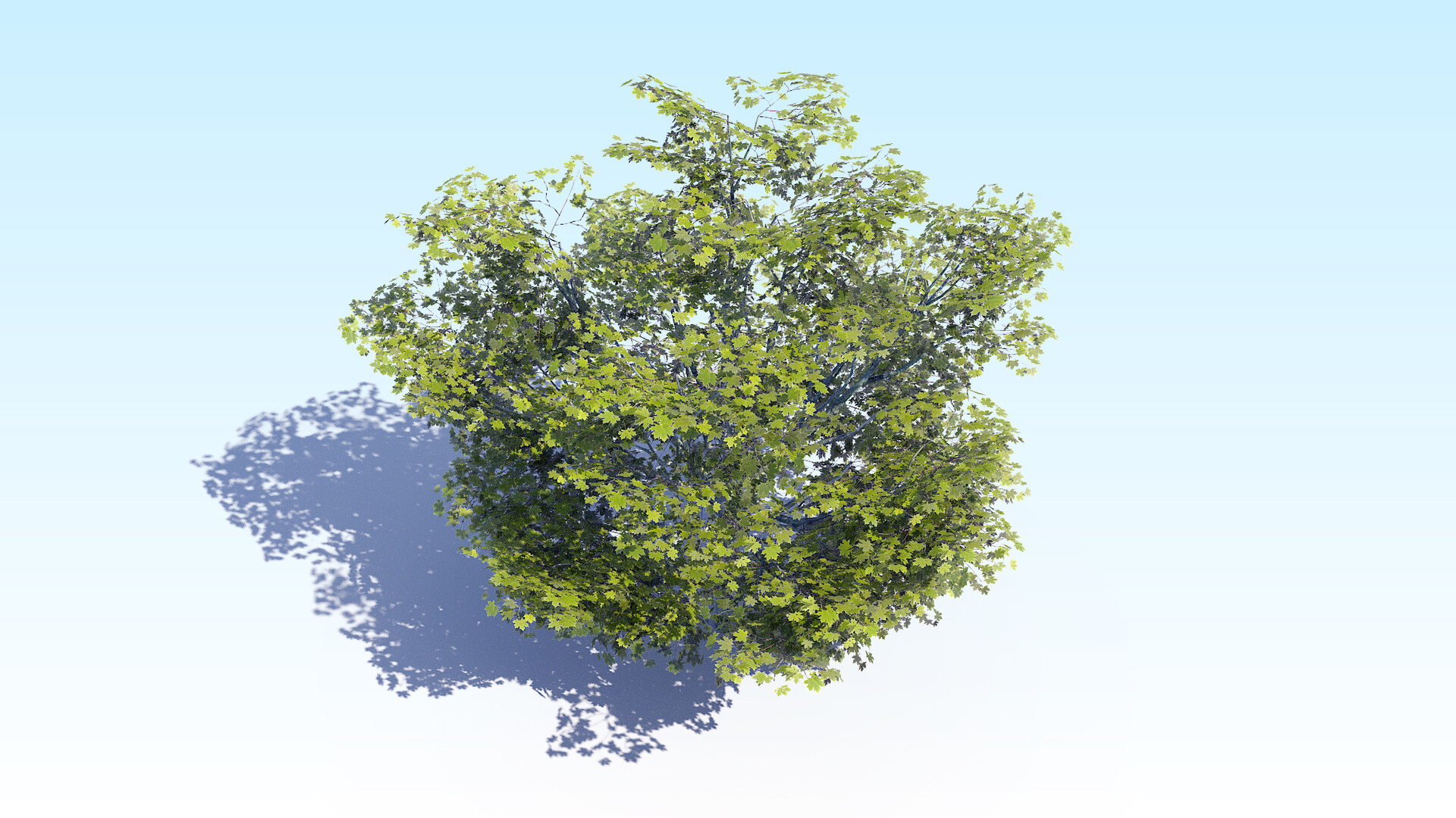 5 trees