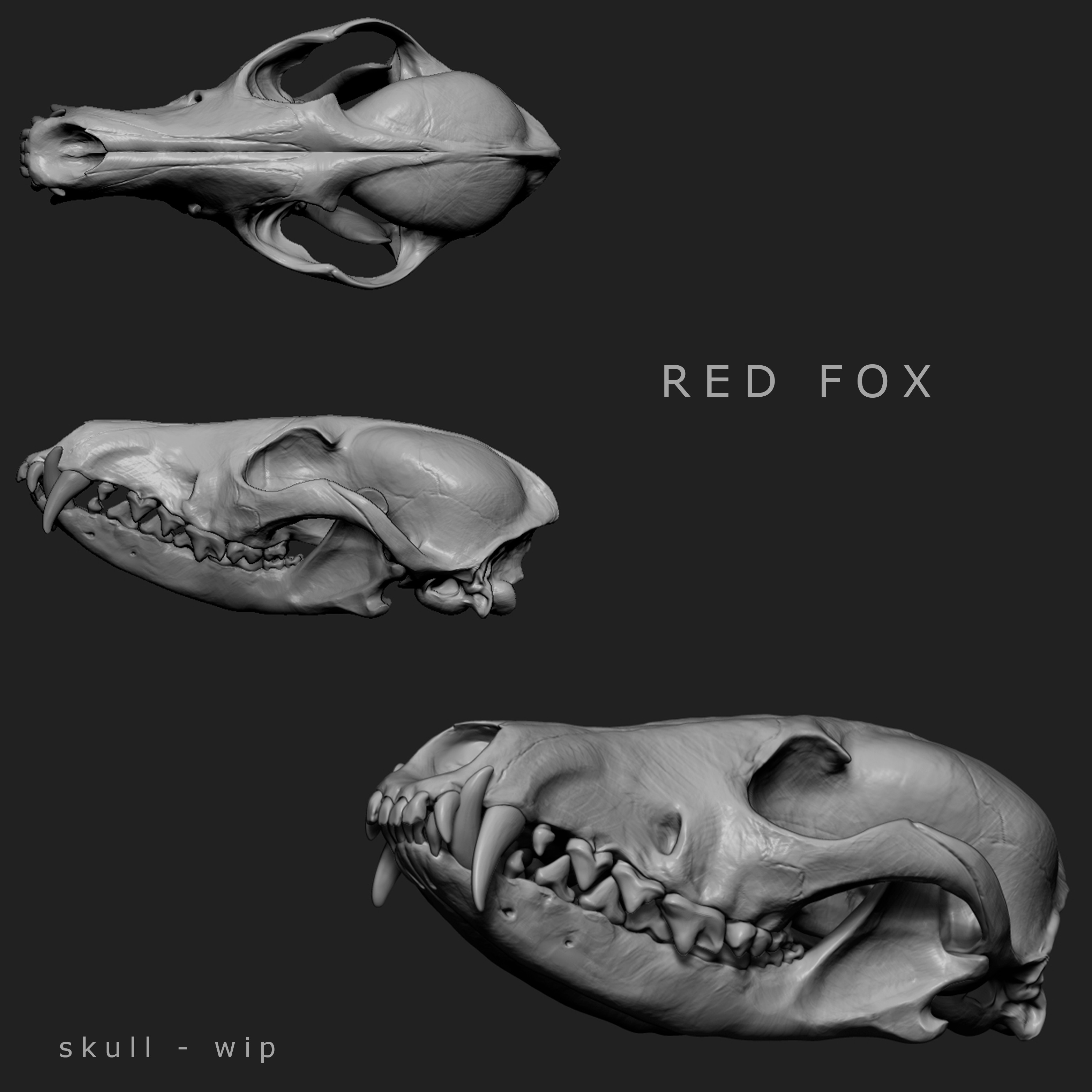 Jess O Neill Freelance Creature Artist Red Fox Vulpes Vulpes
