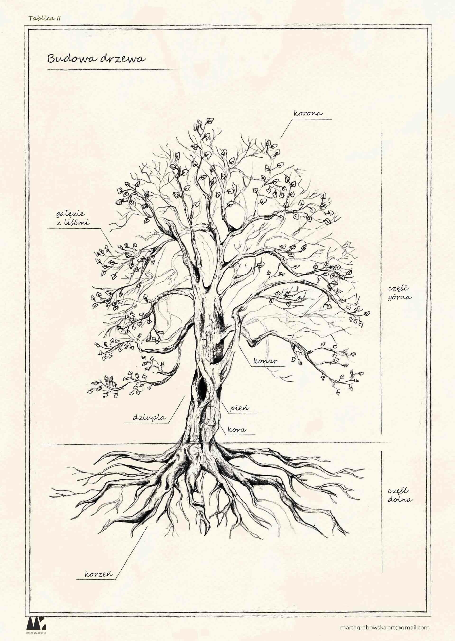 ArtStation - THE ANATOMY OF A TREE 