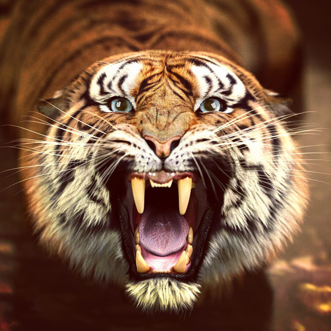 Tiger bathing