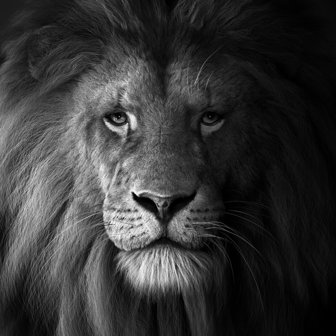 New Lion model