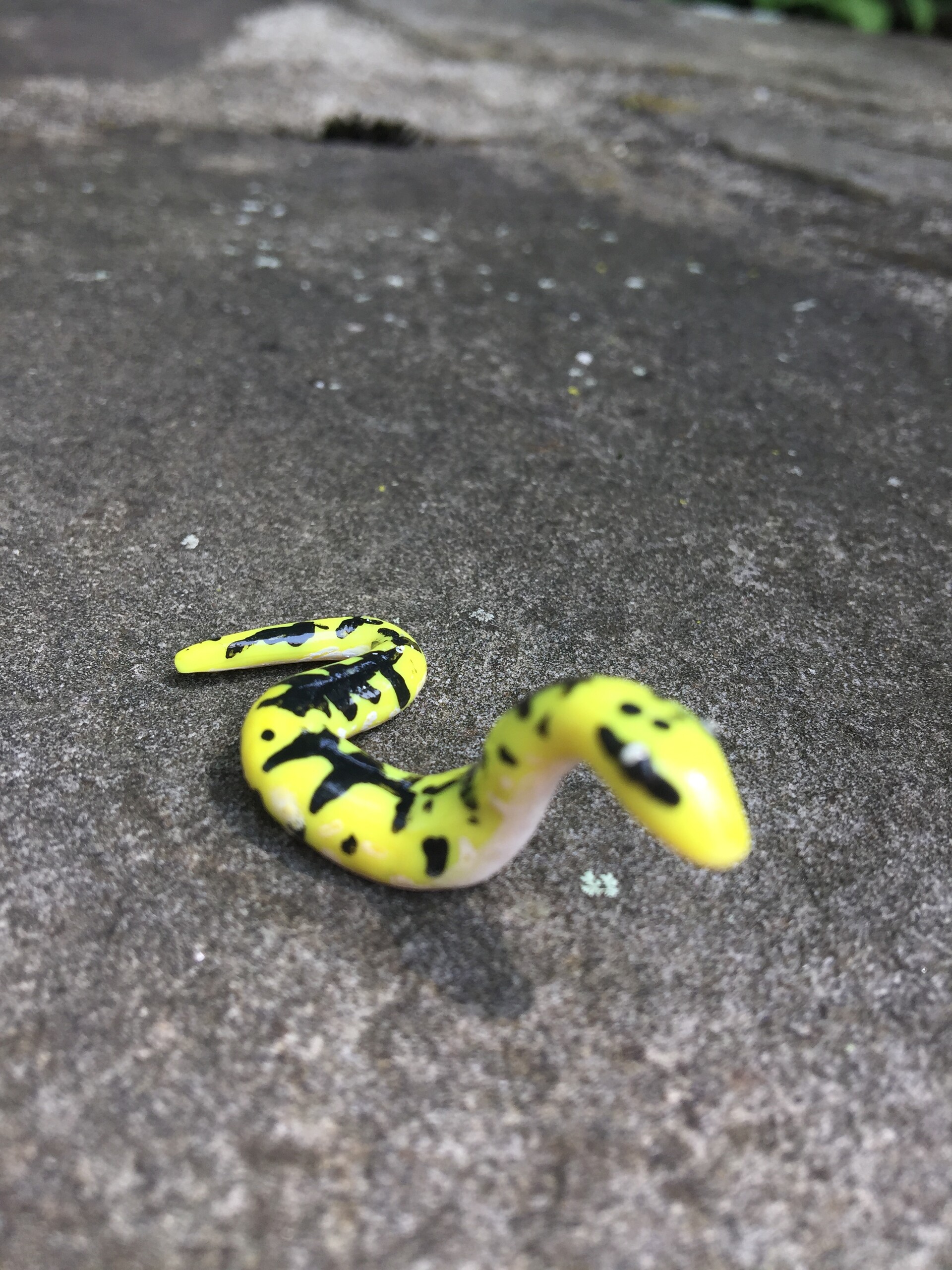 Audrey Banana Ball Python