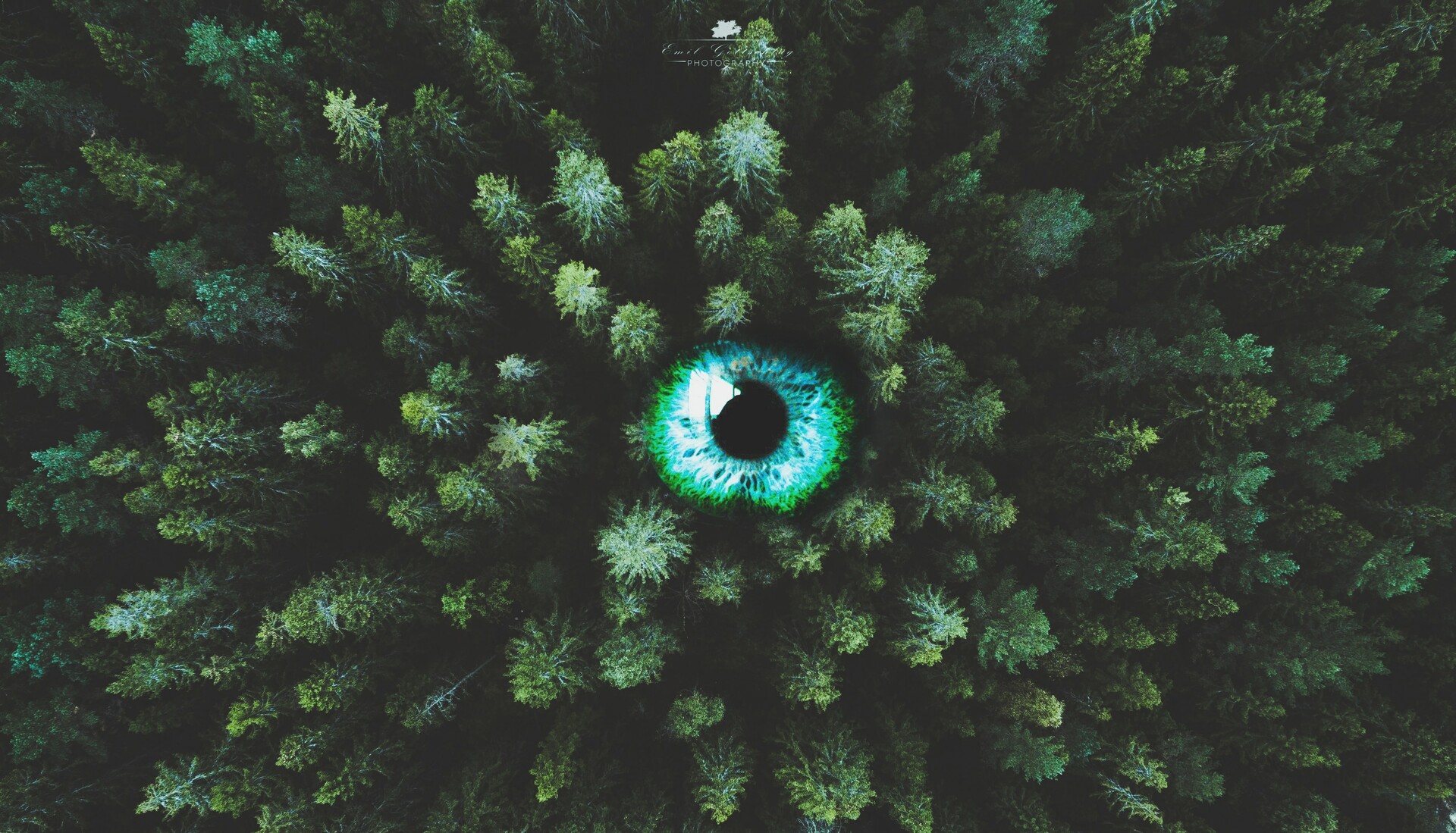 ArtStation Eye of the Forest