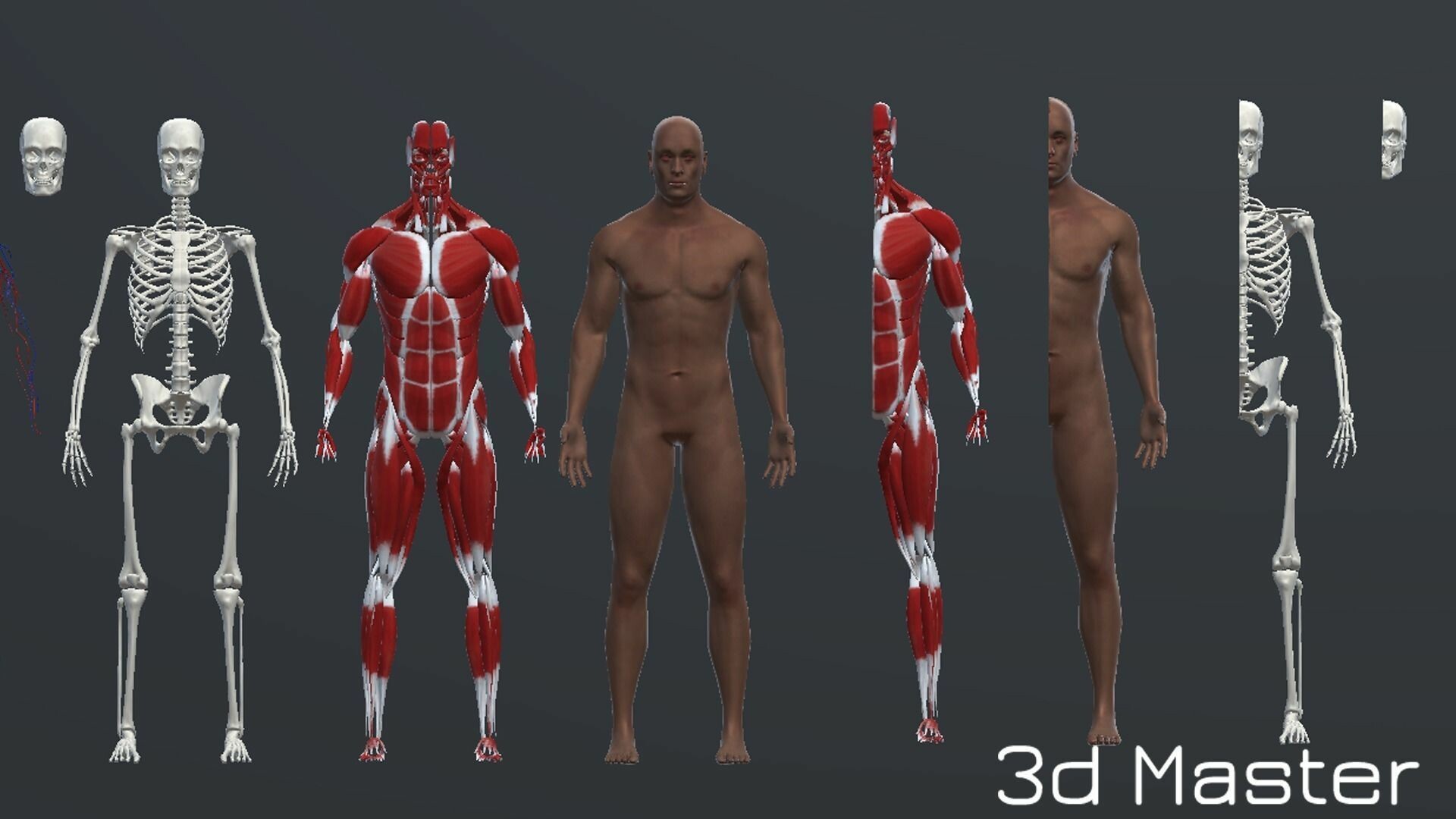 ArtStation - Human Humanoid Muscle Skin Stomach Liver Heart Lungs Scull Anatomy Low Poly 3D Model