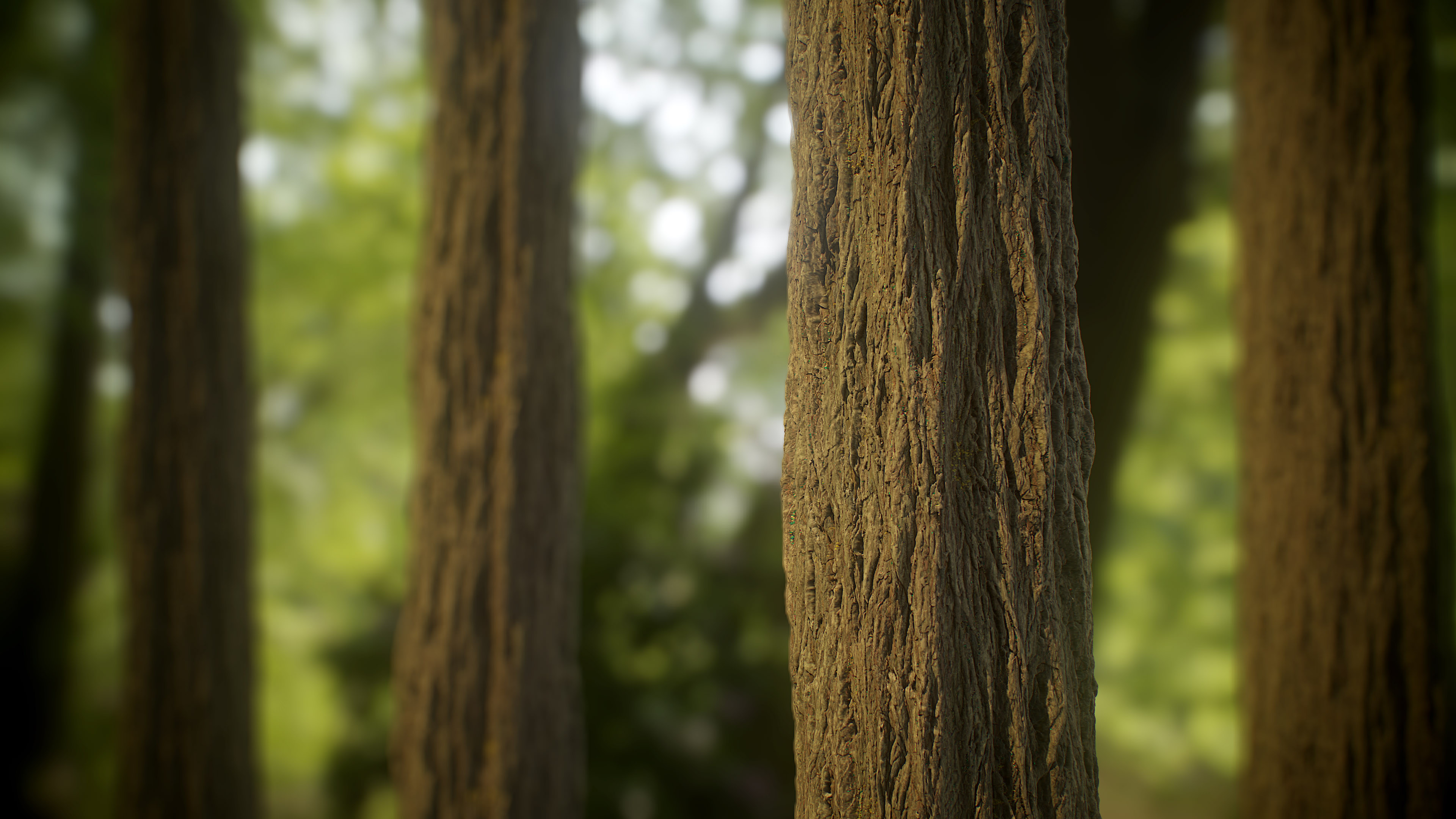 Red Cedar Tree