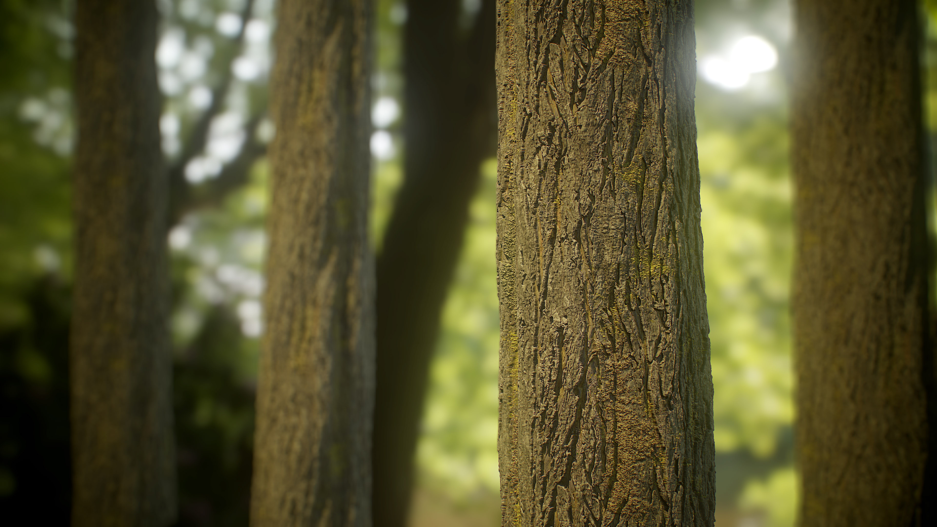 Silver Maple Tree