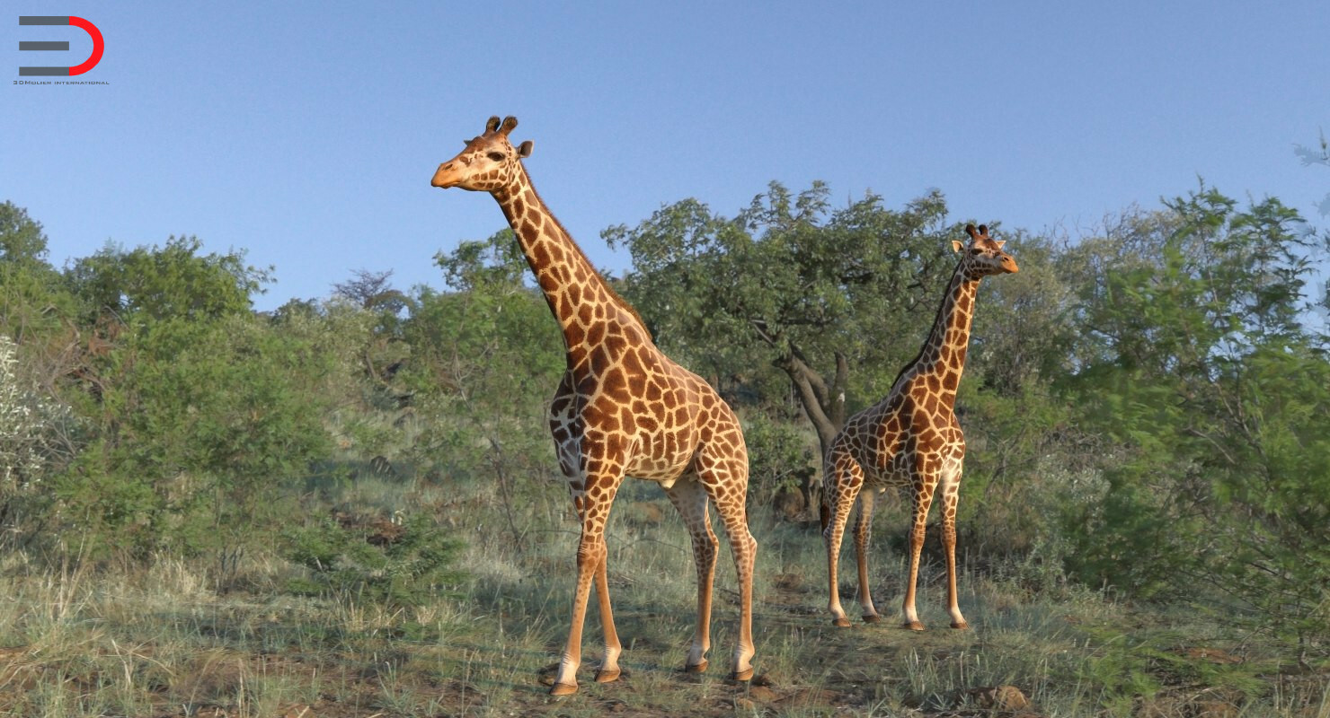 Artstation African Giraffe 3d Model Andrey Simonenko