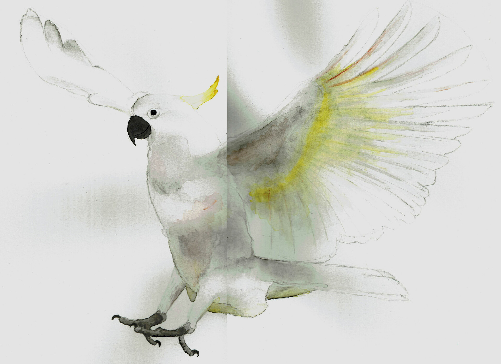 Price of cockatoo discount