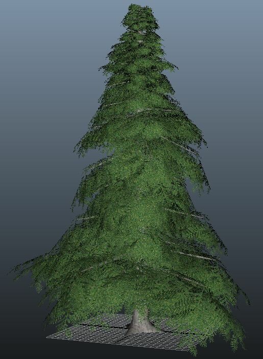 Large Cedar Tree - detail