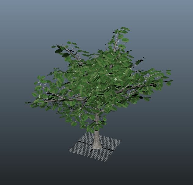 Small Apple Tree - detail