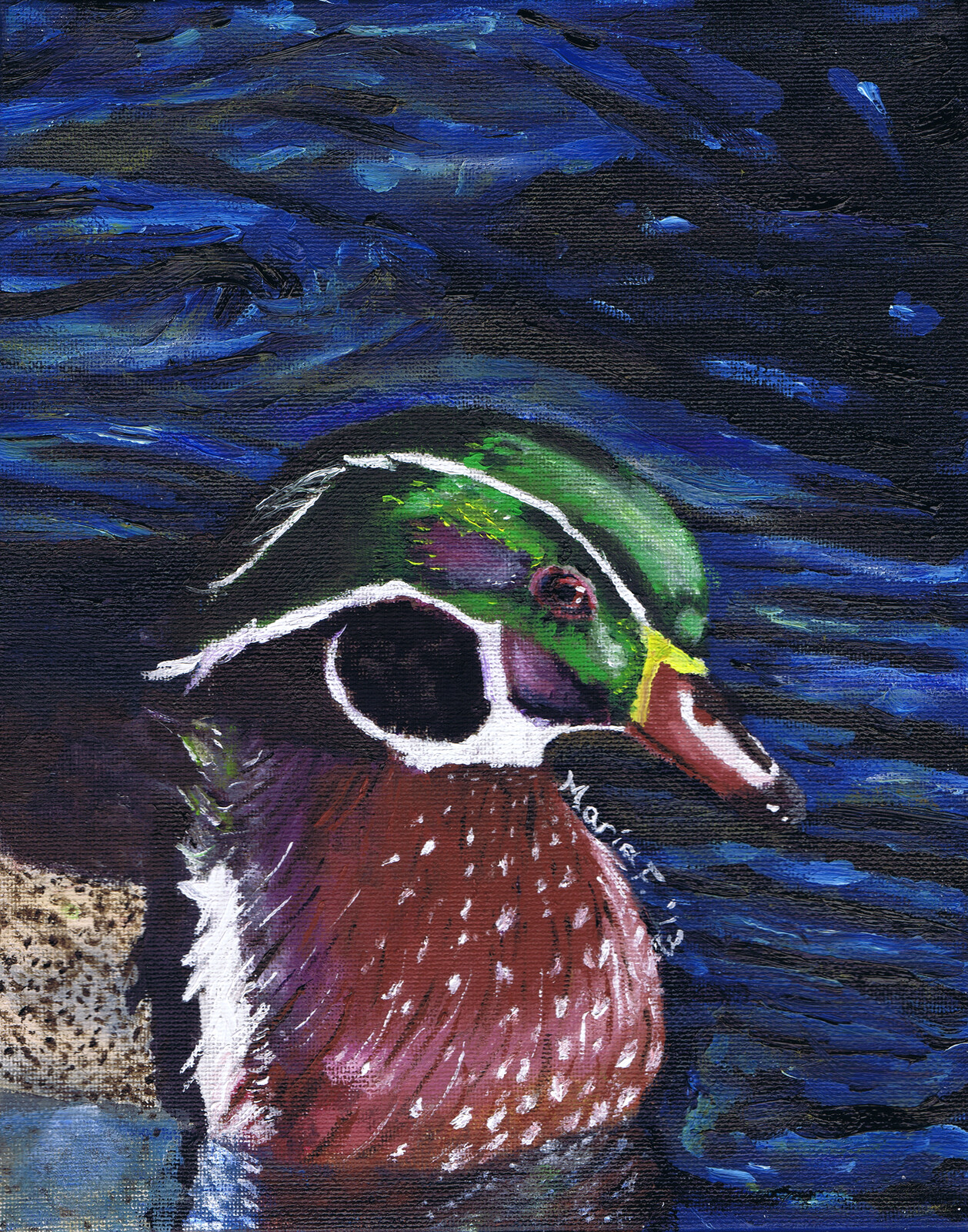 Wood Duck