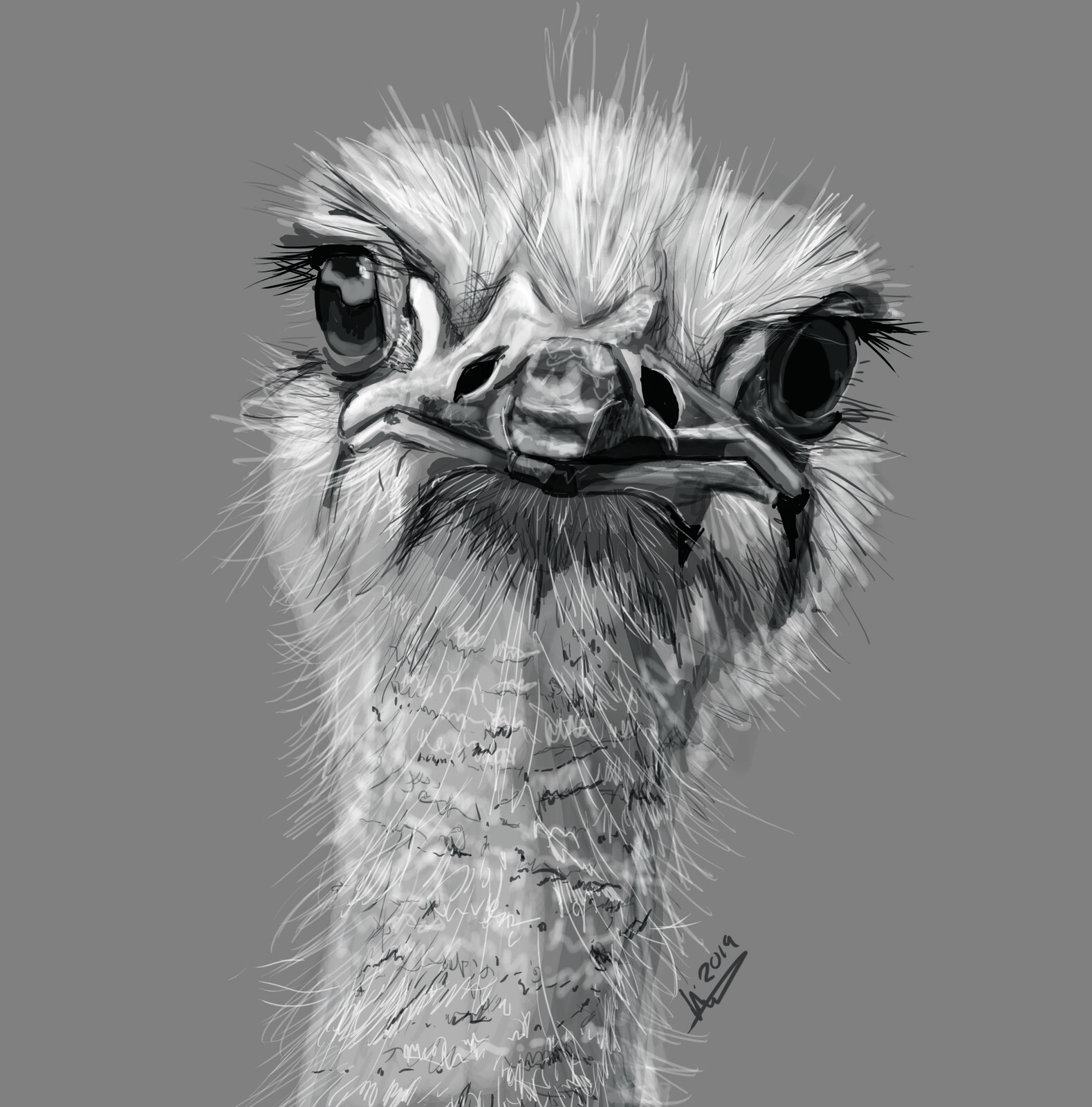 Ostrich Study