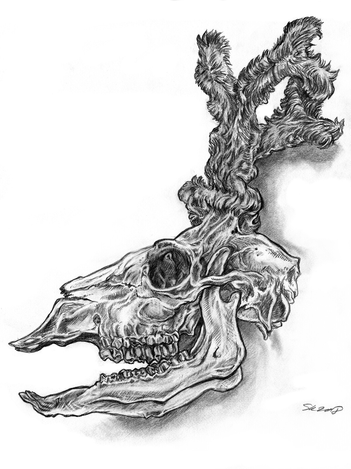 Young Stag Skull with Velvet Antlers