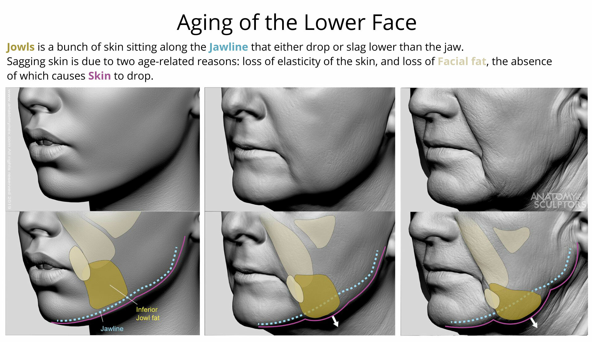 ArtStation - Aging of the Lower Face