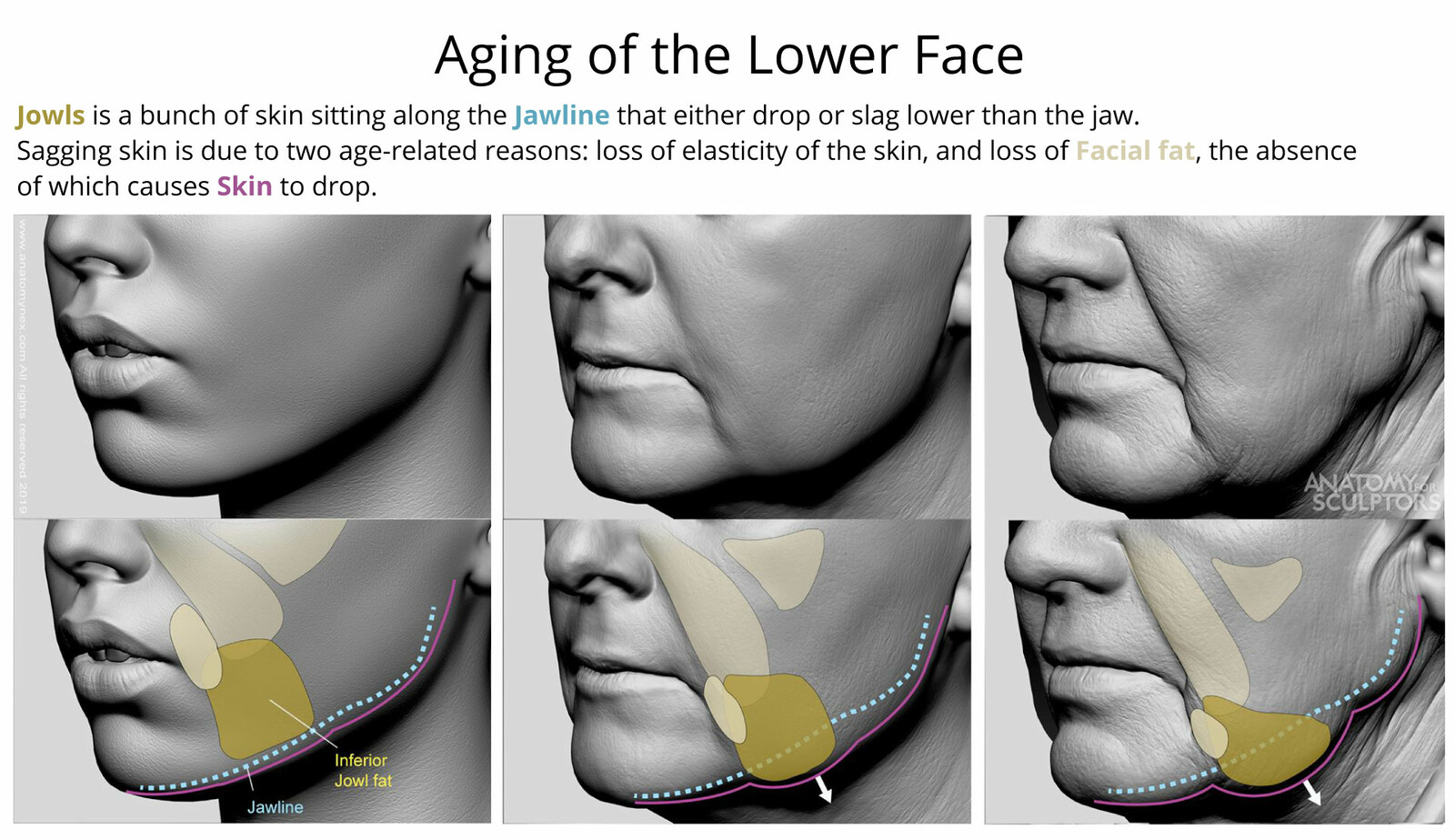 Anatomy For Sculptors - Aging of the Lower Face