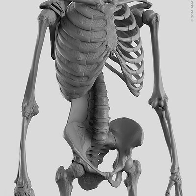 Matt corcoran anatomytools skeleton torso closeup 1