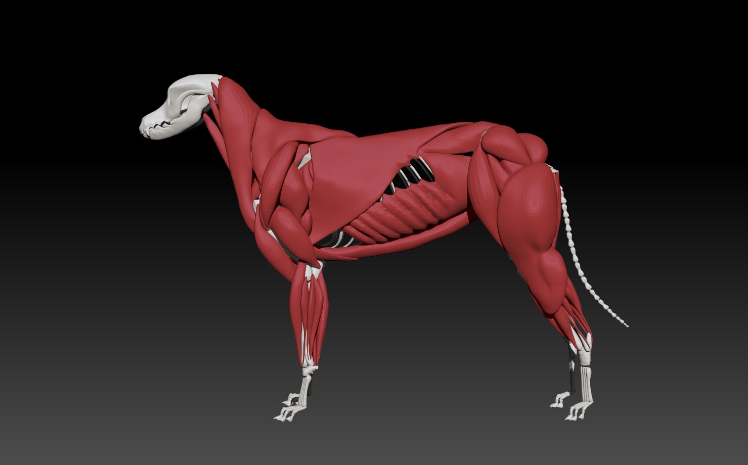 artstation dakota the pitbull wip