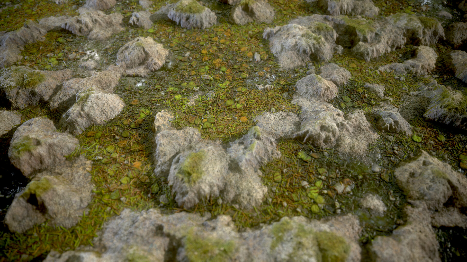 Rocky Grass 2024 Ronni Cindelyn