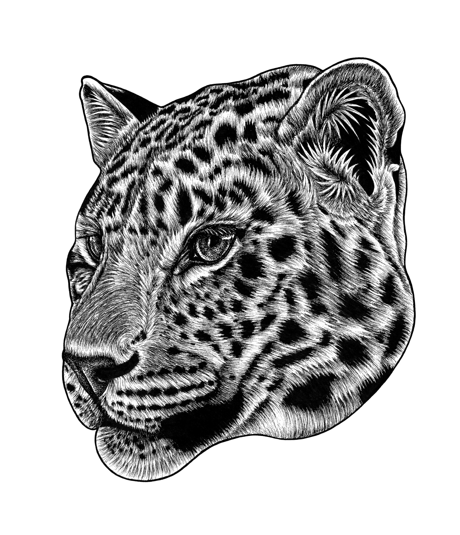 ArtStation - Amur leopard cub - ink illustration