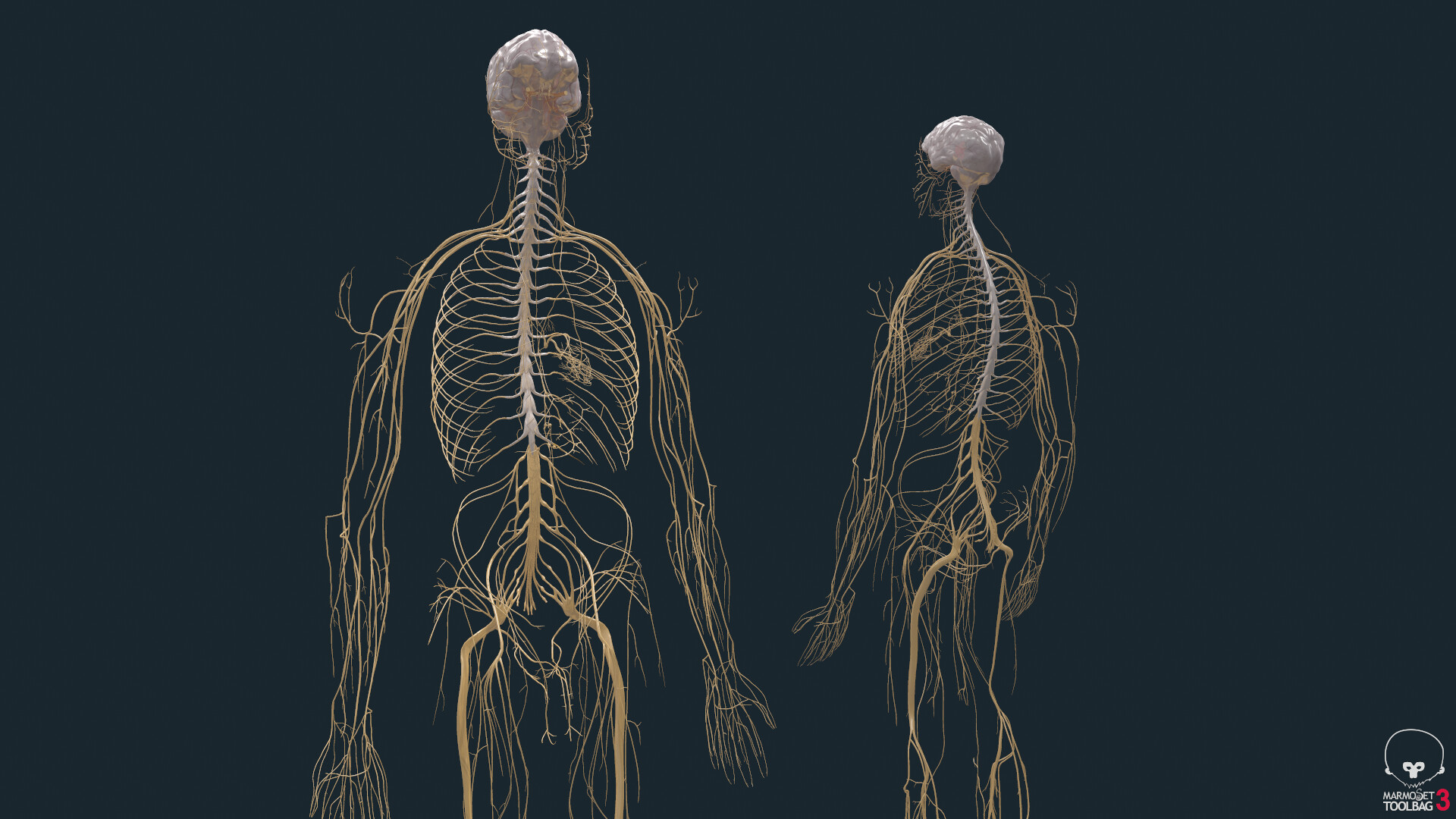 Artstation Nervous System And Brain Hleb Bychykhin