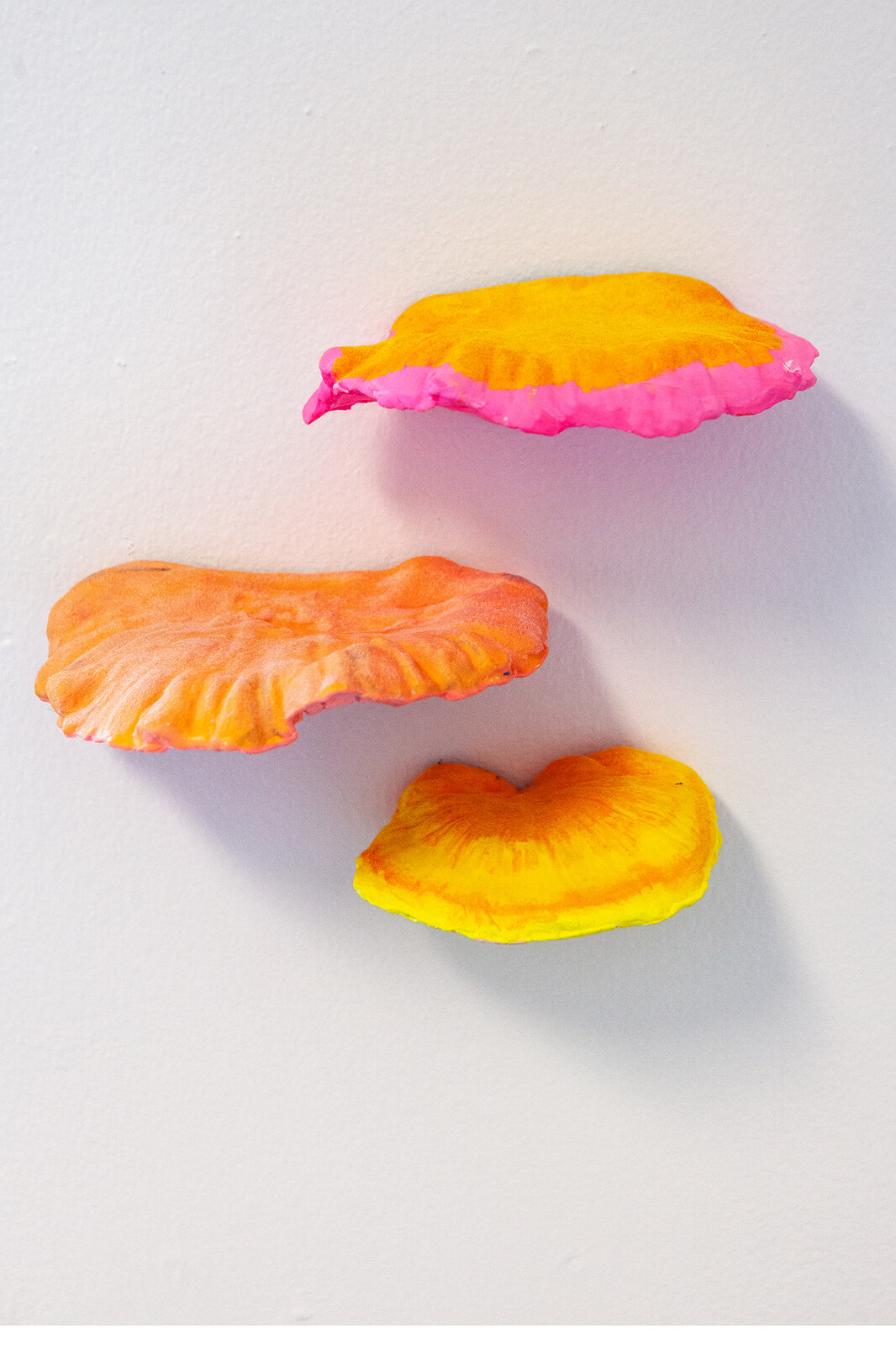 Fluorescent Fruited Fungal Bodies (Cluster 5)