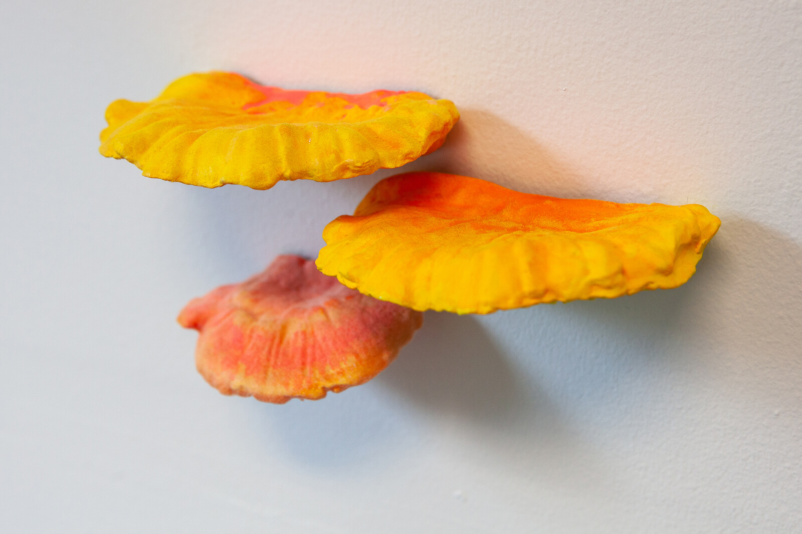 Fluorescent Fruited Fungal Bodies (Cluster 1)