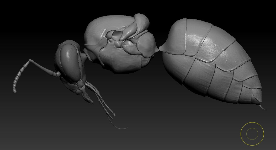 ZBrush screengrab of the bee's body