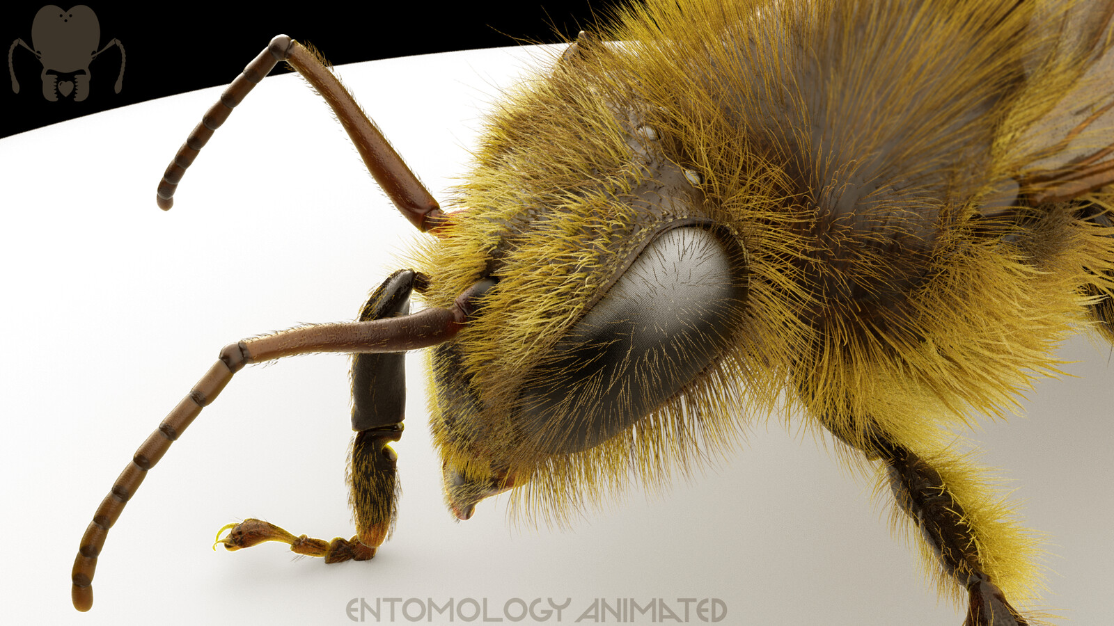 Honey Bee (Apis mellifera). ZBrush model rendered in Arnold for Maya