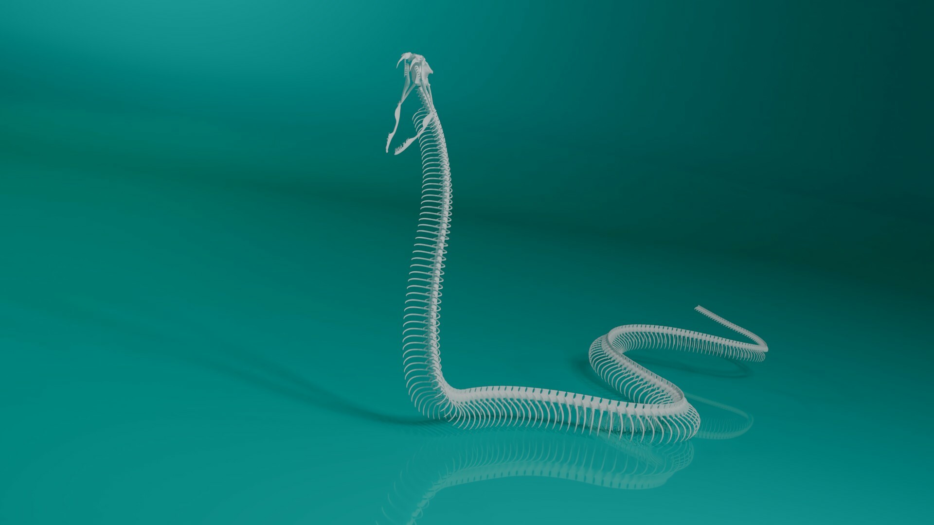 the 3d model snake skeleton stephan