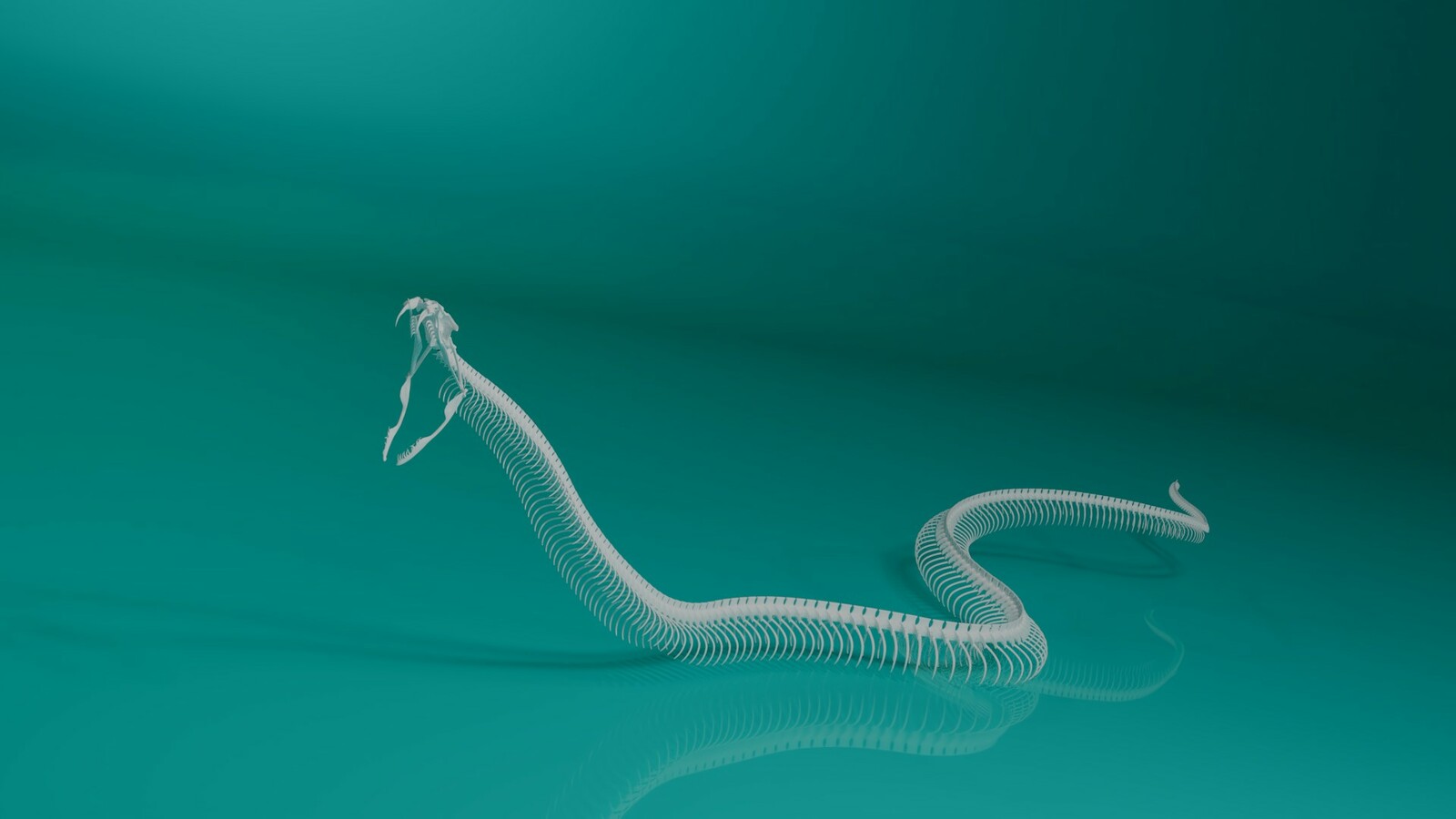 Stephan Plotnicov - The 3D model snake skeleton