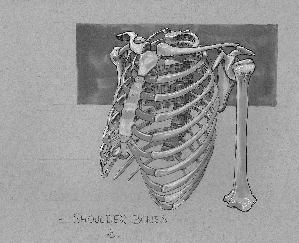 Anatom'Inktober Day 5 : Shoulder bones