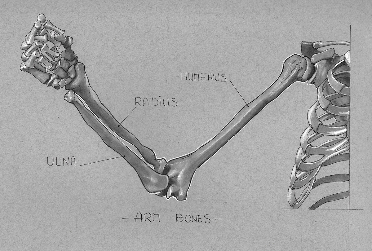 Anatom'Inktober Day 6 : Arm bones