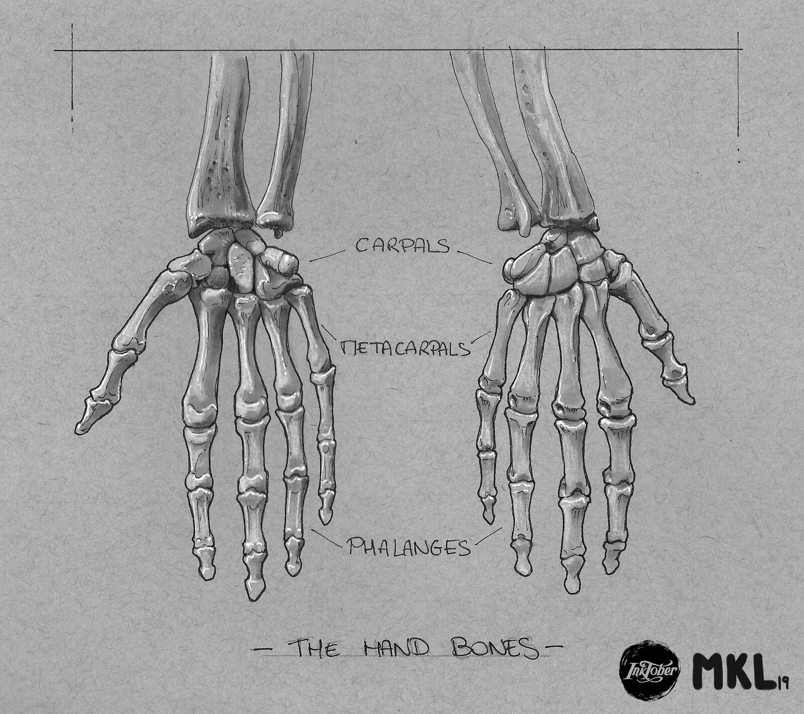 Anatom'Inktober day 8 : The hand bones