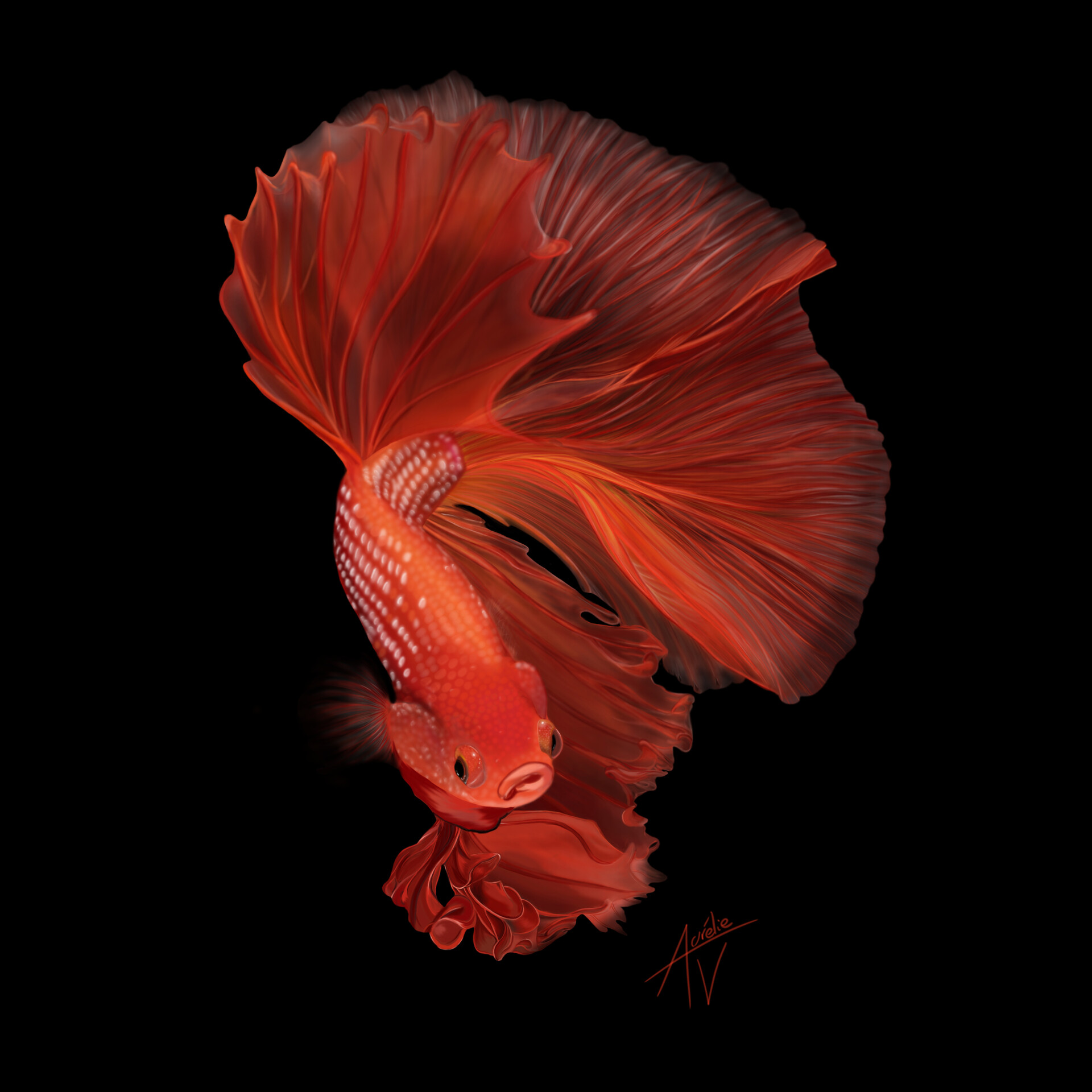 vaillant aurelie red fighting fish