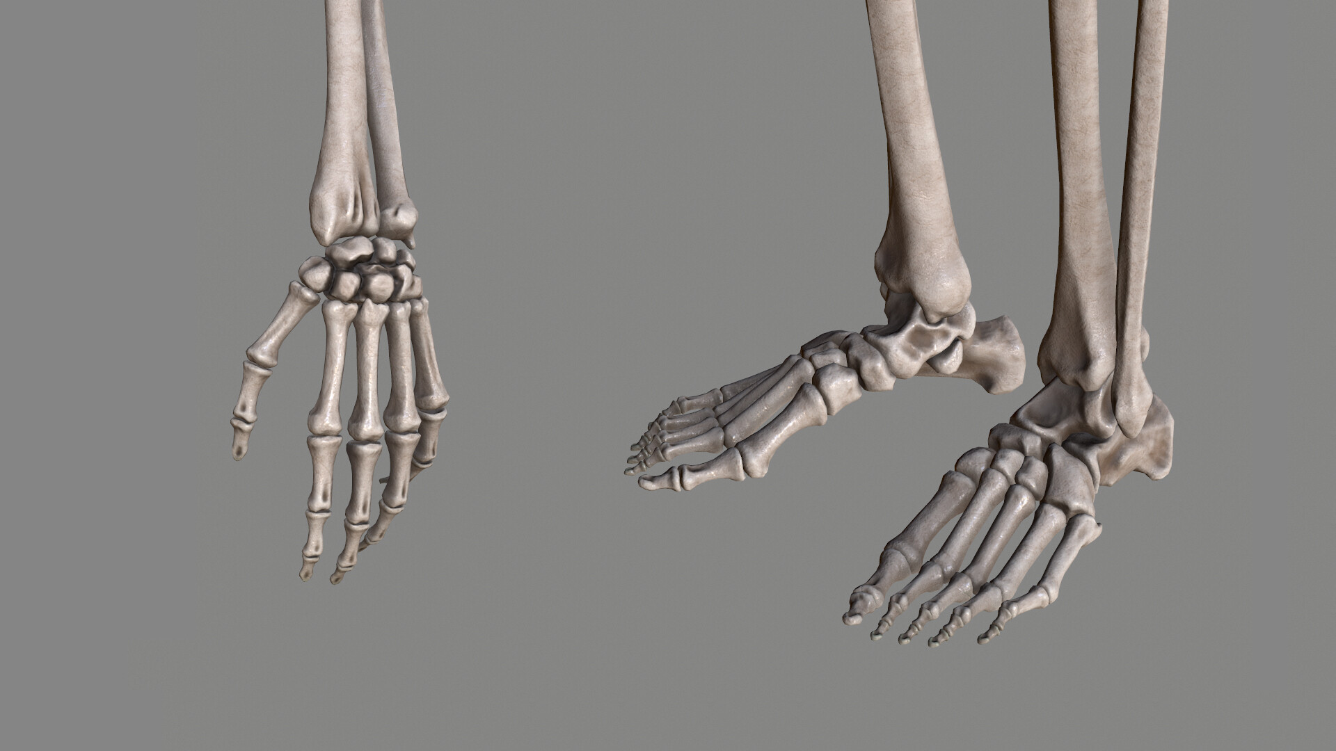 Artstation Human Skeleton Male Joe Zheng