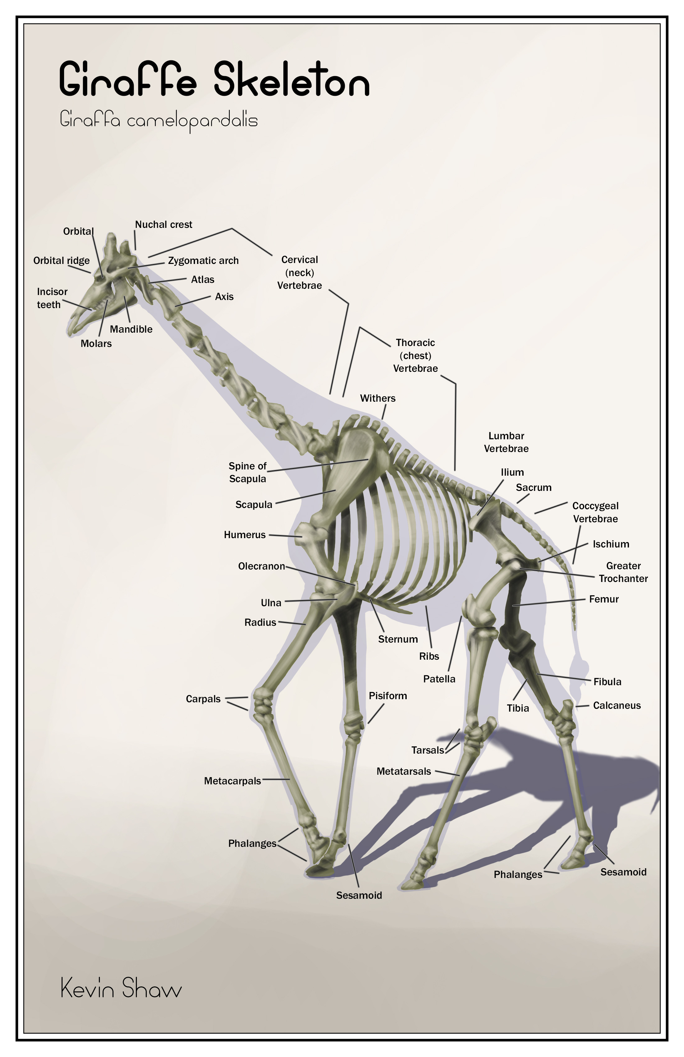 Giraffe Skeleton Labeled