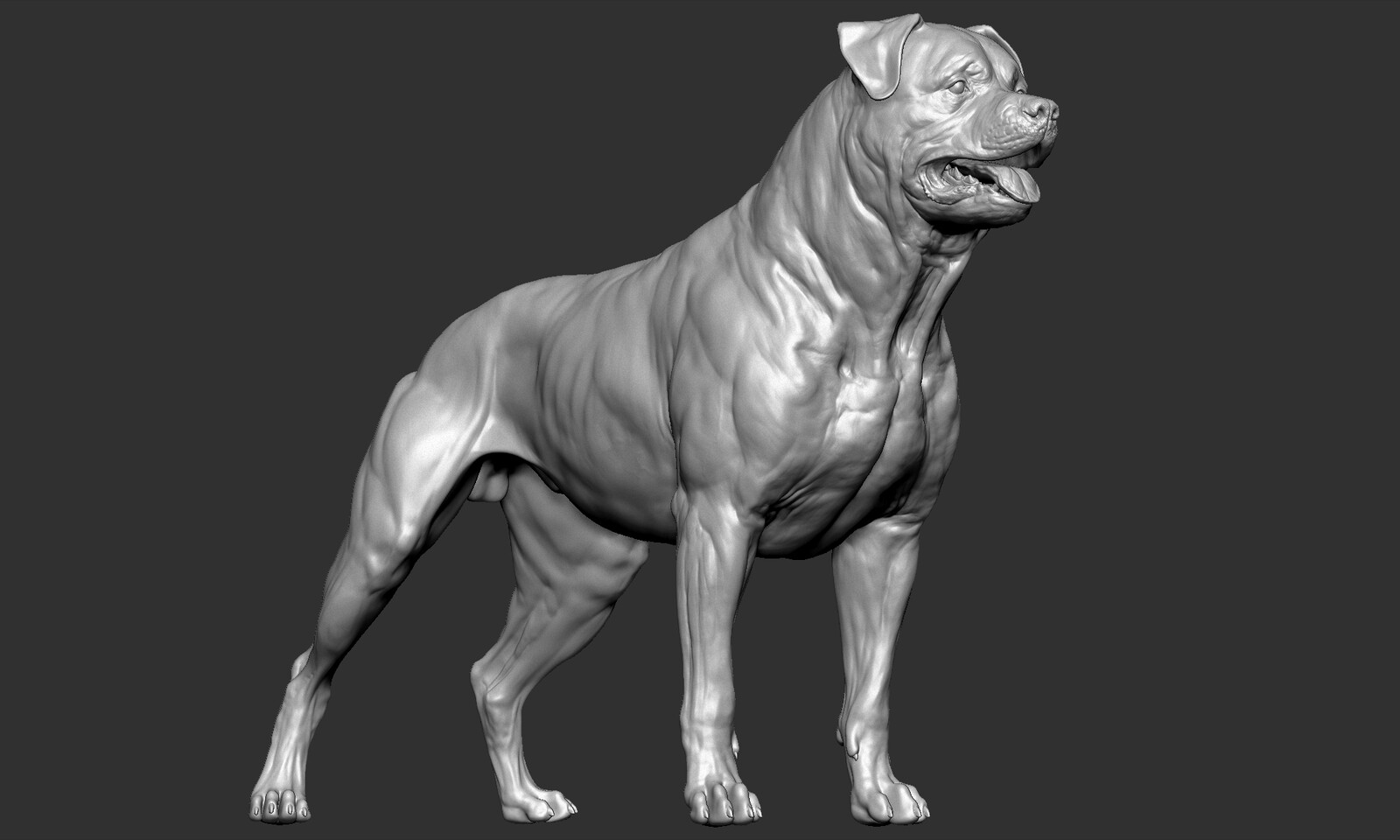 Ротвейлер Zbrush