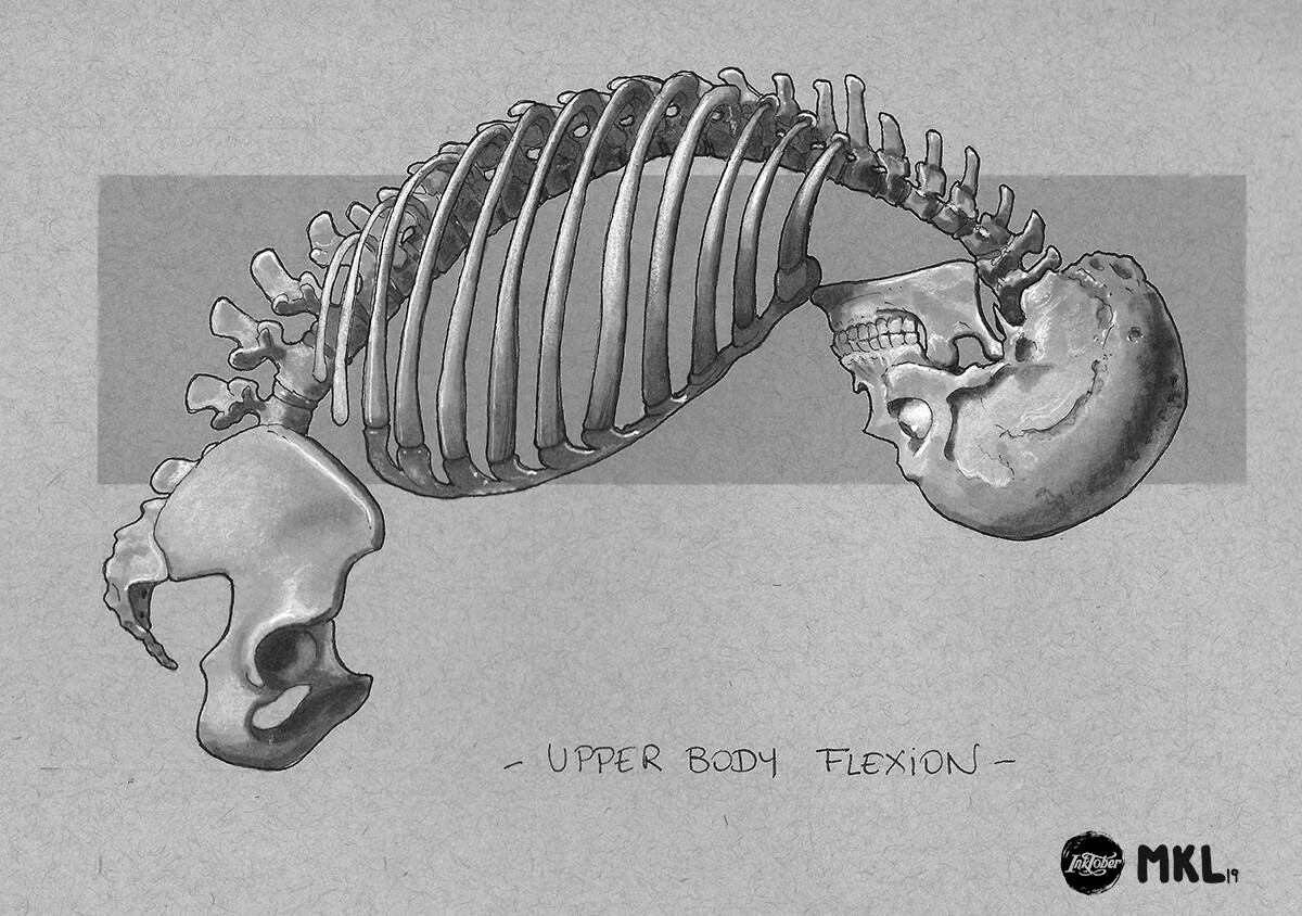 Anatom'Inktober Day 19 : upper body flexion