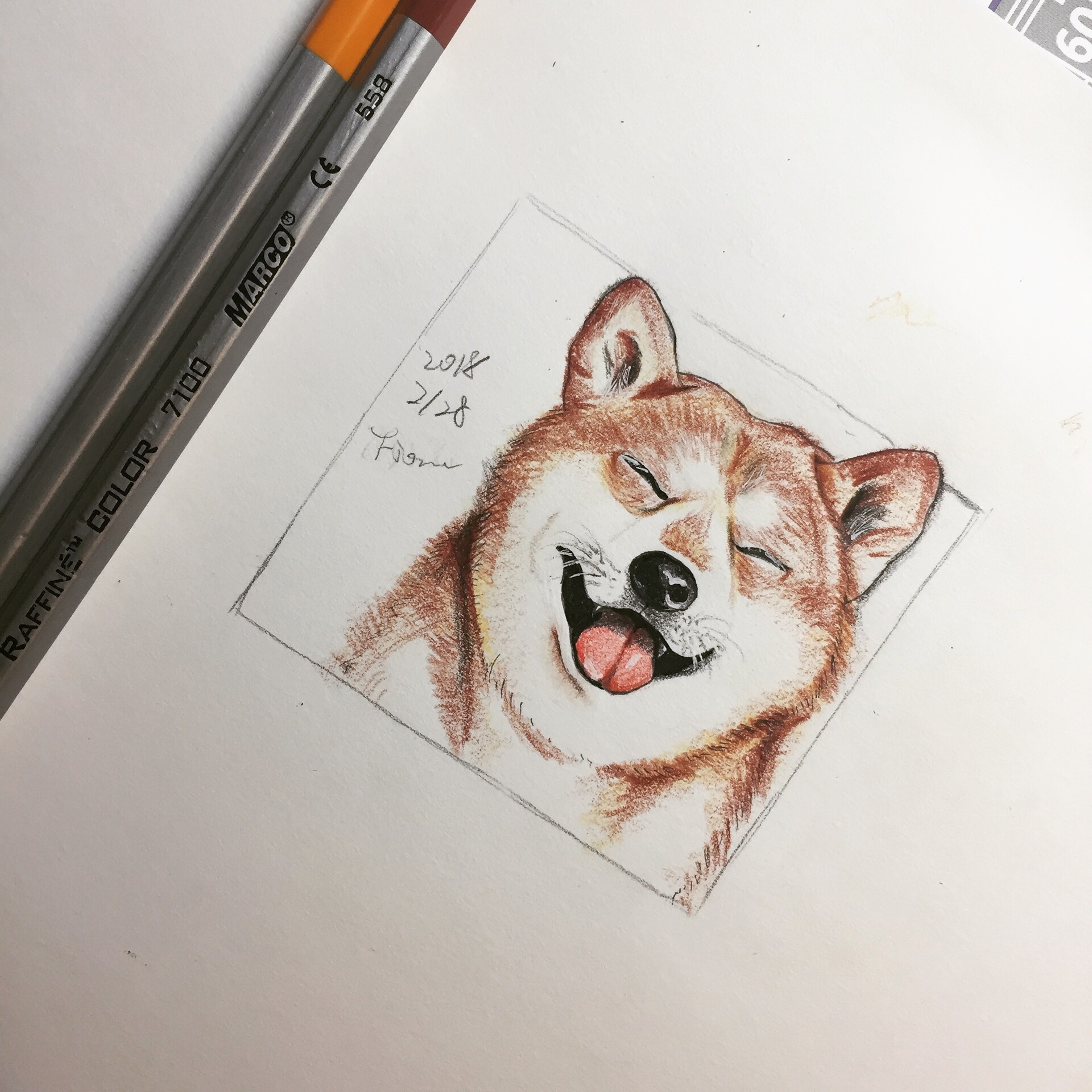 Shiba inu drawing shop realistic