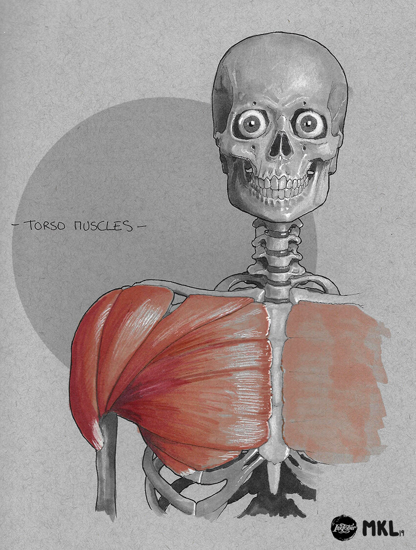 Anatom'Inktober day 20 : upper body muscles